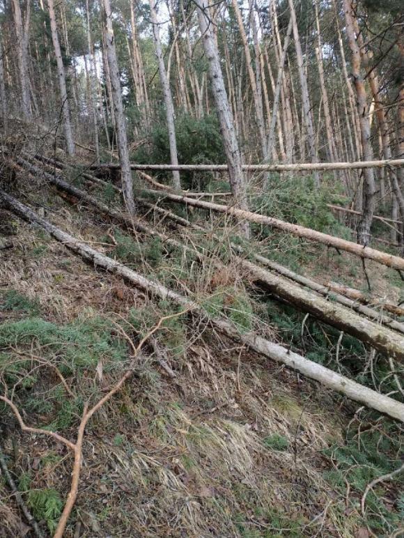 Padnuté stromy pri chodníku kalvárie